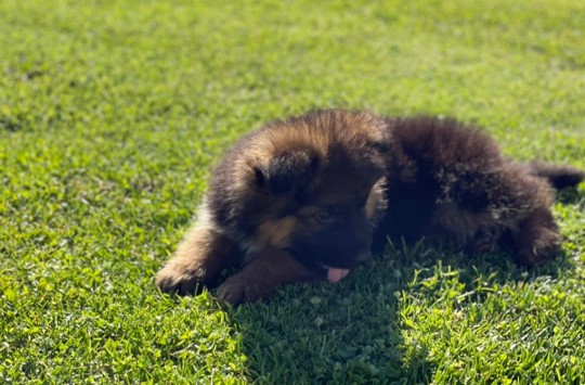 Uno de los perros adiestrados para el proyecto